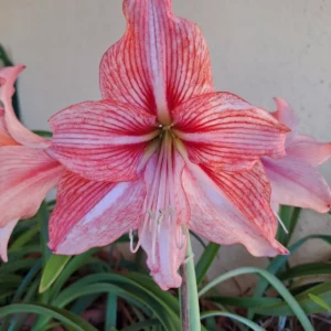 Hippeastrum CARL- 1 bulb.