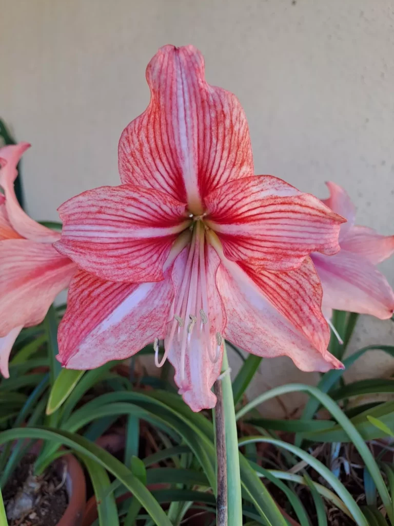Hippeastrum CARL- 1 bulb.