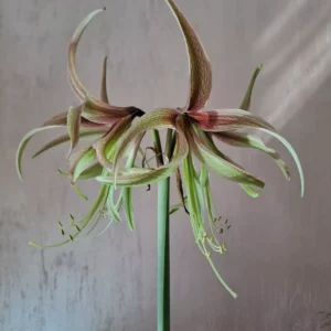 Alternative view of Hippeastrum Tarantula - 1 Bulb.