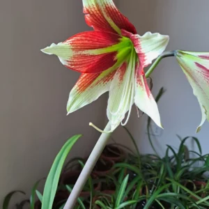 Hippeastrum Kaphlua Hyb N2 X Bukasovii 10 seeds.