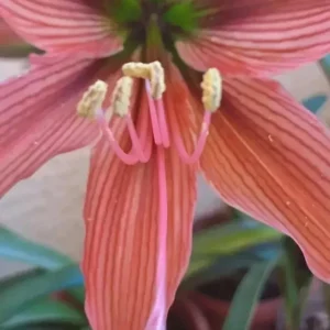 Alternative view of Hippeastrum Hybrid ADSn2 1 bulb.