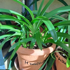 Hippeastrum multiflorum 1 bulb.