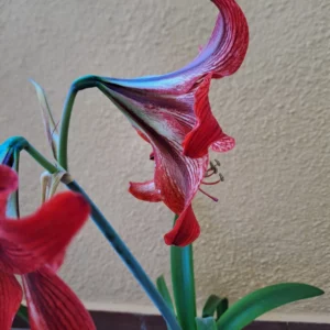 Alternative view of Hippeastrum Gypsy Girl - 1 bulb.