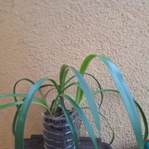 Hippeastrum papilio 'Hugo' 1 bulb 2 years old about 2 cm. Species Brazil