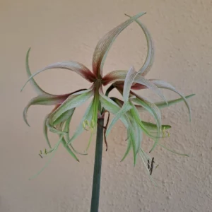 Alternative view of Hippeastrum Tarantula X Tennyo No Mai Variegated- 10 seeds.