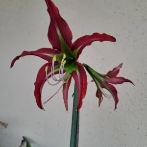 Hippeastrum Tarantula X YMn2 - 10 seeds.