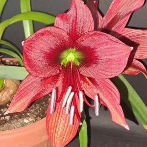 Hippeastrum Papilio hybrid n1 - 1 bulb.