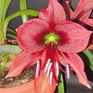 Alternative view of Hippeastrum Papilio hybrid n1 - 1 bulb.