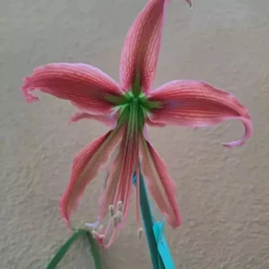 Hippeastrum hybrid ASn1 - 1 bulb.
