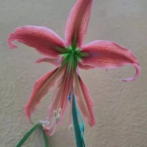Alternative view of Hippeastrum hybrid ASn1 - 1 bulb.