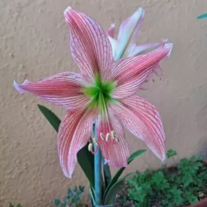 Hippeastrum hybrid ADSn1 - 1 bulb.