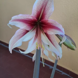 Hippeastrum MHn1 x Tarantula  - 10 seeds.