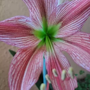 Alternative view of Hippeastrum hybrid ADSn1 - 1 bulb.