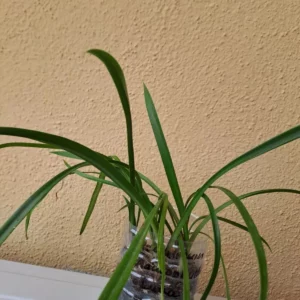 Hippeastrum aulicum var. Glaucophyllym 'Luna'- 1 bulb.