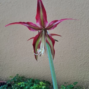 Alternative view of Hippeastrum ES X CM - 10 seeds.