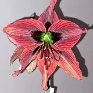 Alternative view of Hippeastrum Papilio hybrid n6 - 1 bulb.