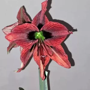 Hippeastrum Papilio hybrid n6 - 1 bulb.