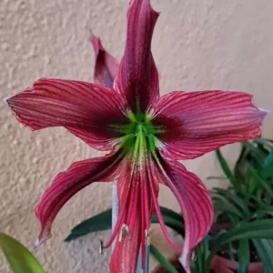 Alternative view of Hippeastrum AP n2 - 1 bulb.