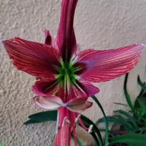 Hippeastrum AP n2 - 1 bulb.