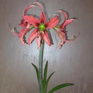 Alternative view of Hippeastrum 'ASn4- 1 bulb.