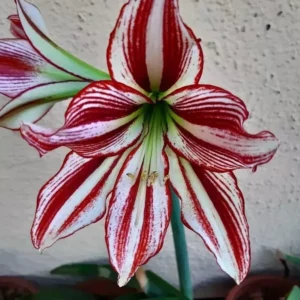 Hippeastrum AP11 X Papilio hyb.16 - 10 seeds.