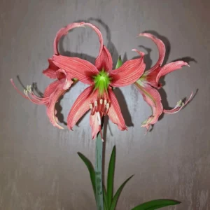 Hippeastrum 'ASn4- 1 bulb.