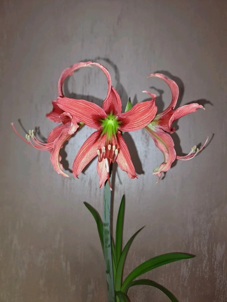 Hippeastrum 'ASn4- 1 bulb.