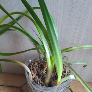 Hippeastrum Psittacinum 'Grota Funda' 1 bulb.