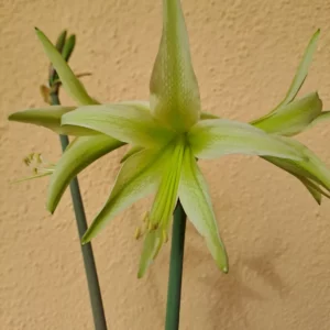 Alternative view of Hippeastrum Hybrid ESn2 - 1 bulb.