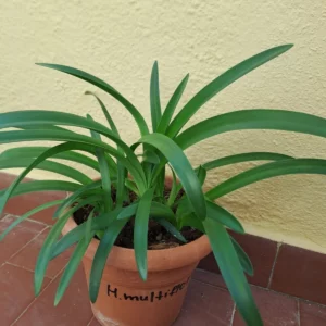 Alternative view of Hippeastrum multiflorum 1 bulb.