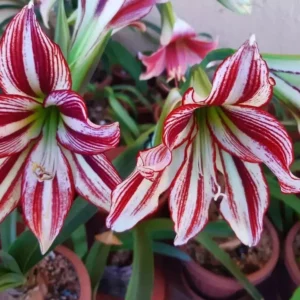 Alternative view of Hippeastrum AP11 X Papilio hyb.16 - 10 seeds.