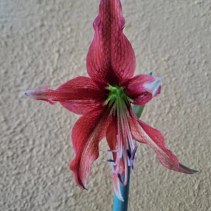 Hippeastrum APYn1 - 1 bulb.