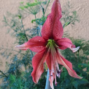 Alternative view of Hippeastrum APYn1 - 1 bulb.