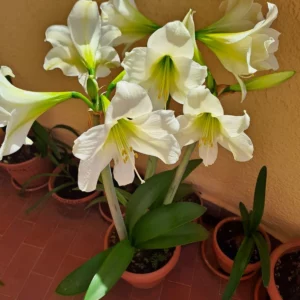 Hippeastrum Yellow #1617 X self - 10 seeds.