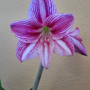 Hippeastrum Variegated APLSn1 - 1 bulb.