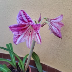 Alternative view of Hippeastrum Variegated APLSn1 - 1 bulb.