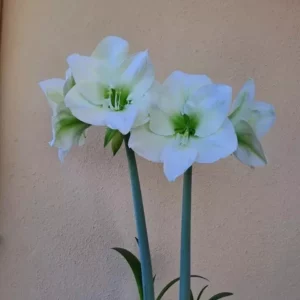 Hippeastrum White Sensation x Elza - 10 seeds.