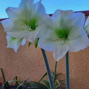 Alternative view of Hippeastrum White Sensation x self - 10 seeds.