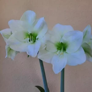 Hippeastrum White Sensation x self - 10 seeds.