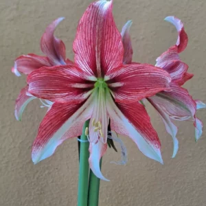 Hippeastrum Happy Valley x self - 10 seeds.