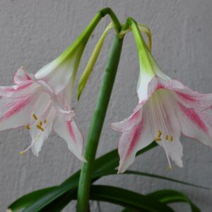 Hippeastrum tweedianum 1 bulb, 1,5cm in diameter.