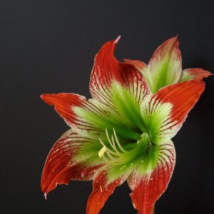 Hippeastrum Psittacinum 1 bulb.
