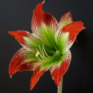 Alternative view of Hippeastrum Psittacinum 1 bulb.