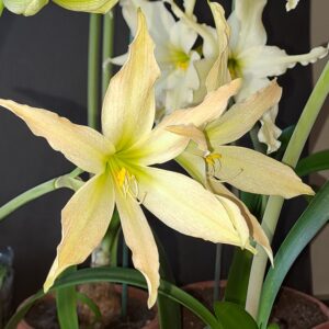 Hippeastrum Evansiarum - 1 bulb 1,2cm Species Evansiae.