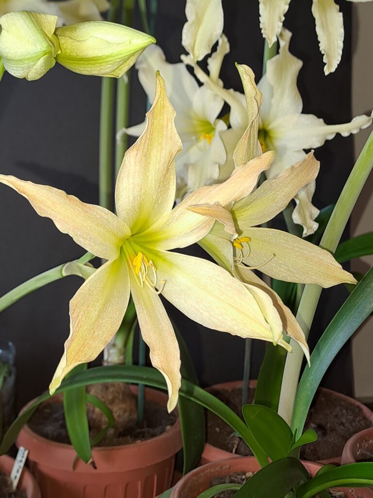 Hippeastrum Evansiarum - 1 bulb 1,2cm Species Evansiae.