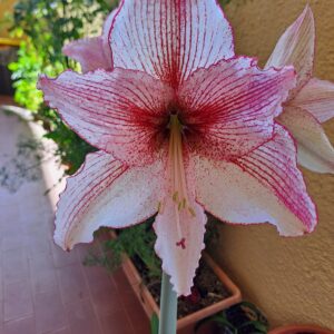 Hippeastrum Relevation x self - 1 bulb.