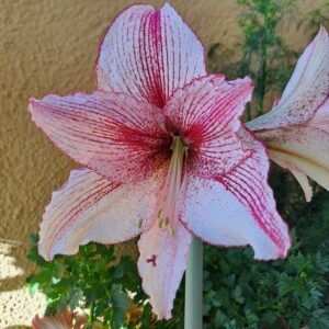 Alternative view of Hippeastrum Relevation x self - 1 bulb.