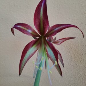 Alternative view of Hippeastrum CM N1- 1 Bulb.