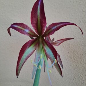 Hippeastrum CM N1- 1 Bulb.