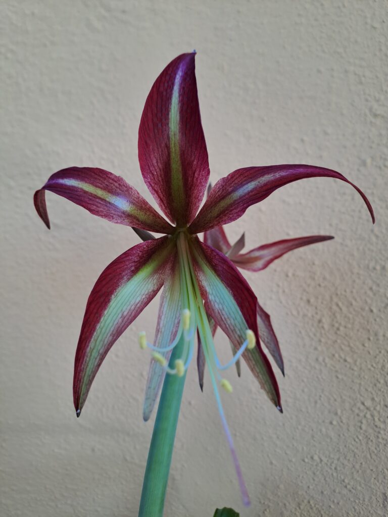 Hippeastrum CM N1- 1 Bulb.